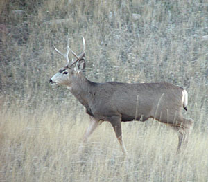 Deer are common on our academy