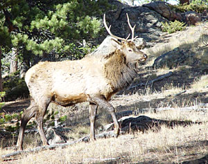 Elk are found on our academy