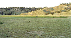 The grassy fields attract deer, antelope and elk