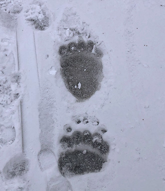 Bear Prints